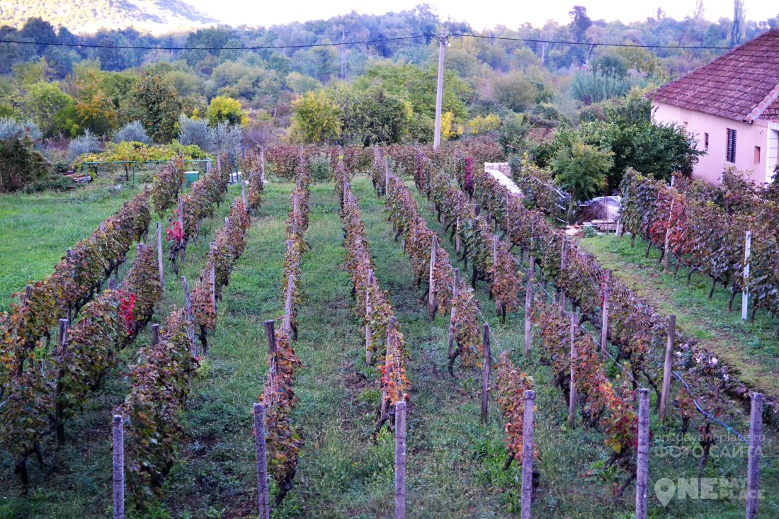 Виноградники Черногории