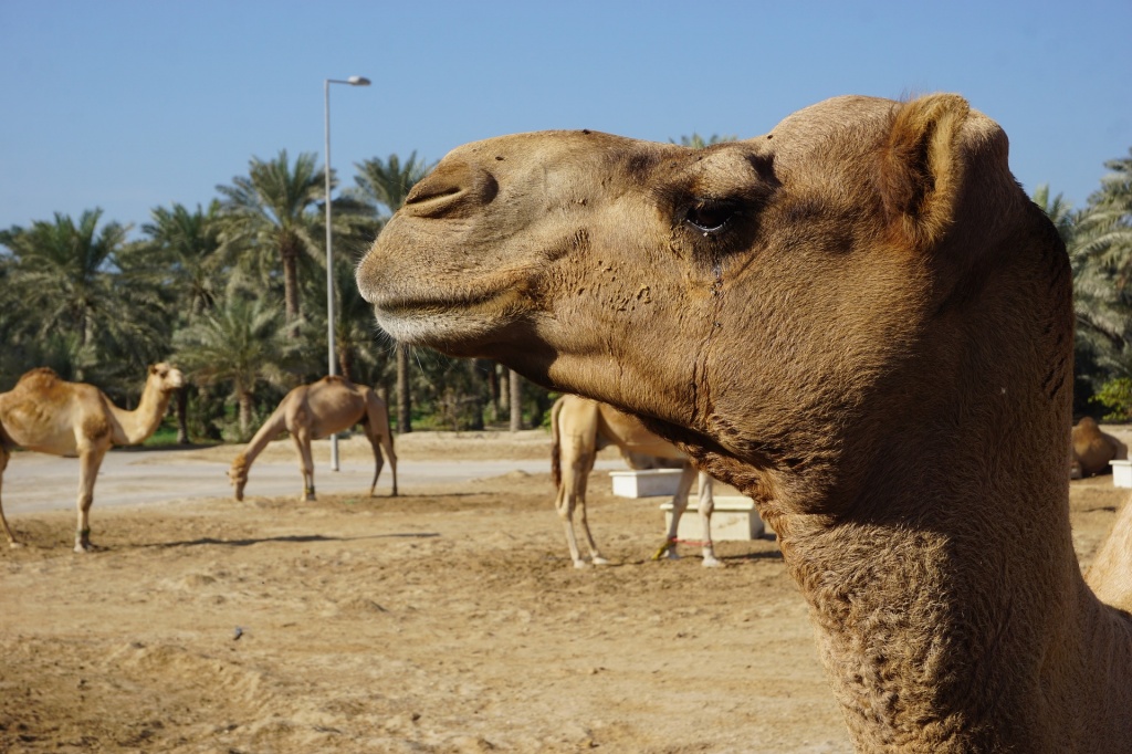 Бахрейн верблюжья ферма.jpg