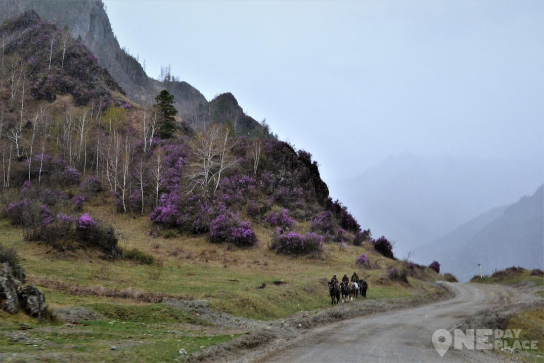 Горный Алтай весной
