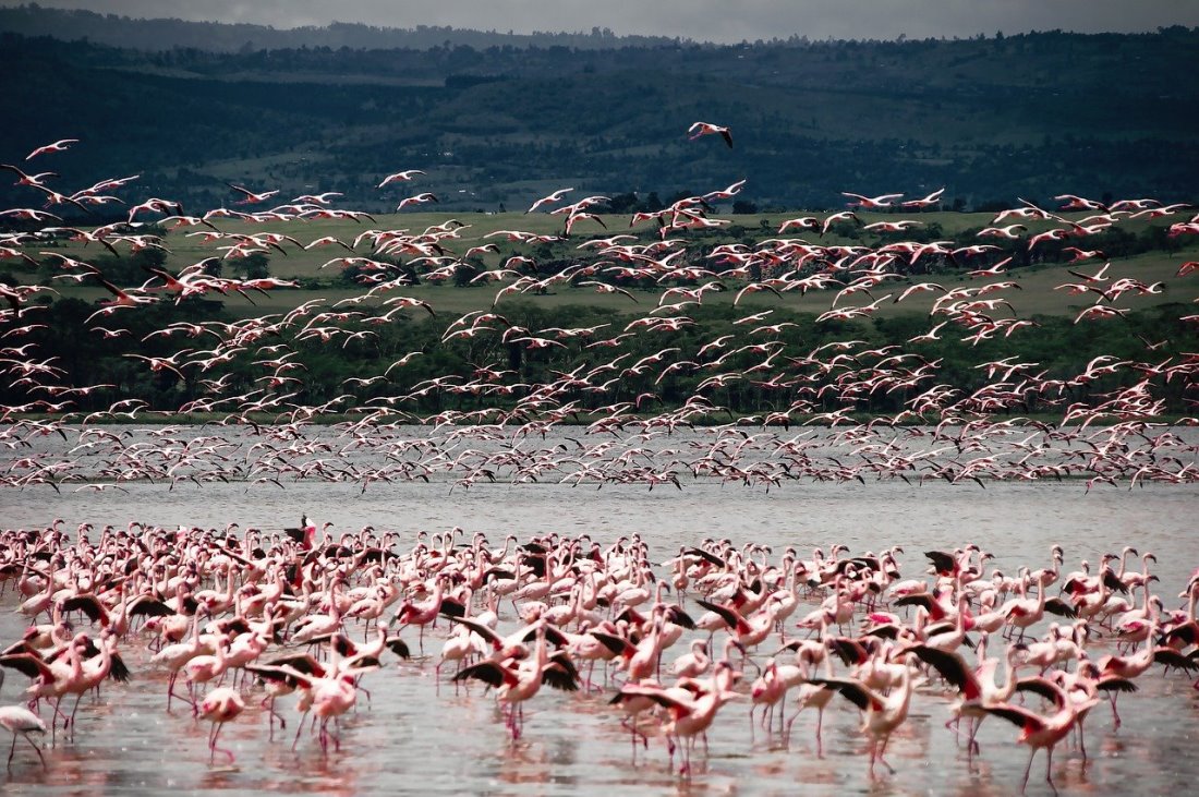 Кения открыта для туристов