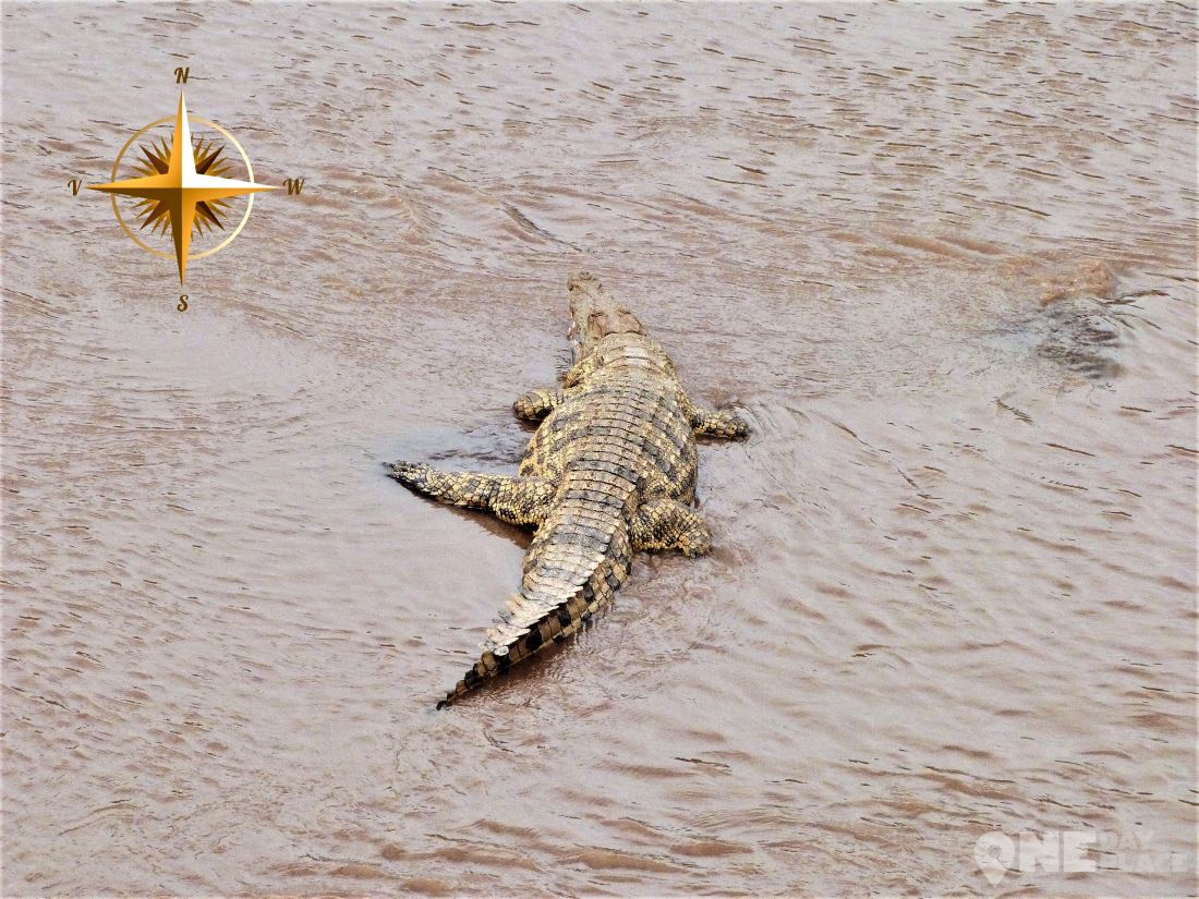 Крокодилы в Кении