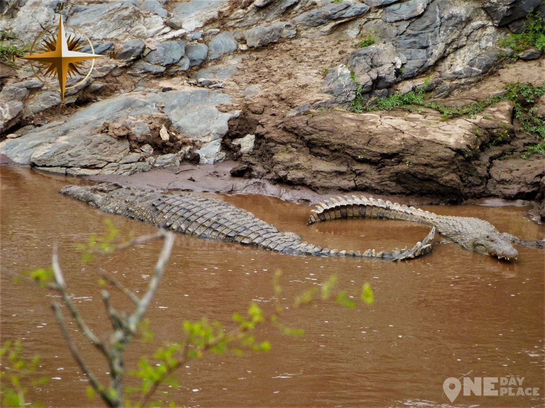 Крокодил в Масаи Мара