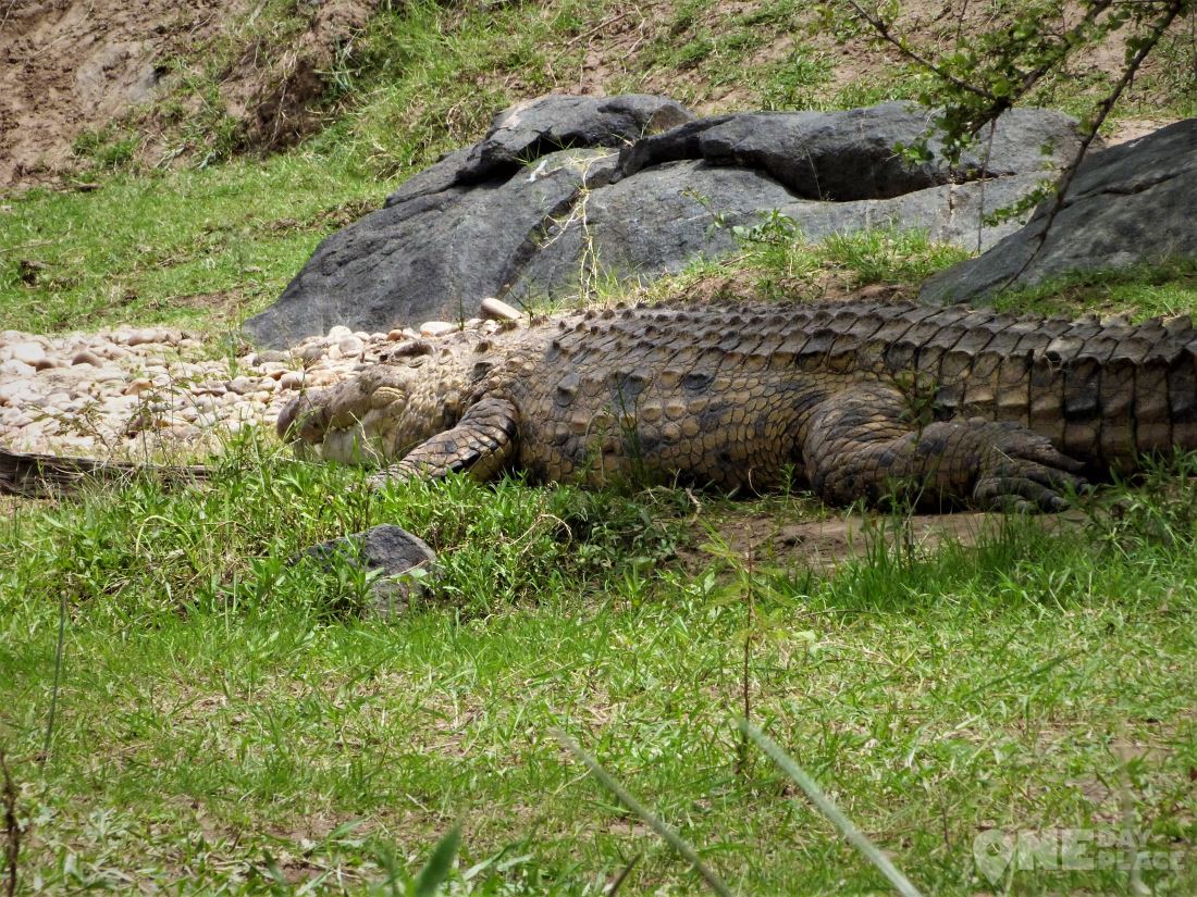 Крокодилы на сафари 
