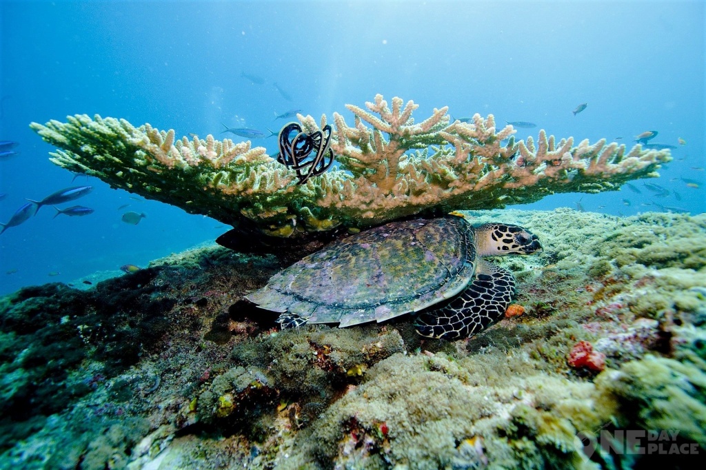 Мальдивы острова кораллы.jpg